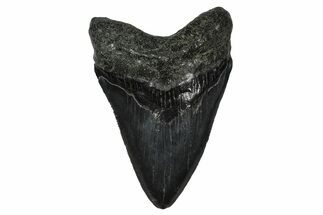 Serrated, Fossil Megalodon Tooth - South Carolina #374744