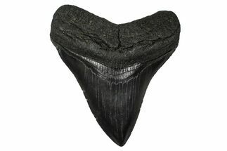 Serrated, Fossil Megalodon Tooth - South Carolina #374751