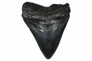 Fossil Megalodon Tooth - South Carolina #374767