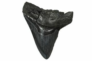 Fossil Megalodon Tooth - South Carolina #374769