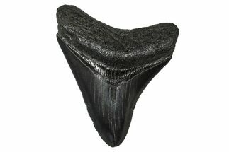 Serrated, Fossil Megalodon Tooth - South Carolina #374778