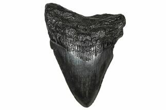 Serrated, Fossil Megalodon Tooth - South Carolina #374802