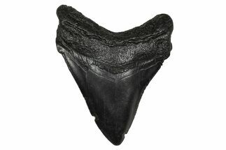 Serrated, Fossil Megalodon Tooth - South Carolina #374805
