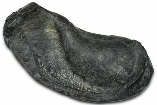 Large Fossil Whale Ear Bone - South Carolina #375278