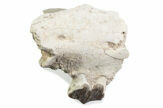 Fossil Running Rhino (Hyracodon) Jaw Section - South Dakota #375415