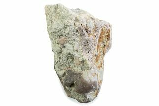 Fossil Running Rhino (Hyracodon) Jaw Section - South Dakota #375417