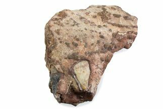 Fossil Running Rhino (Hyracodon) Jaw Section - South Dakota #375420