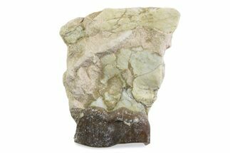 Fossil Running Rhino (Hyracodon) Jaw Section - South Dakota #375423