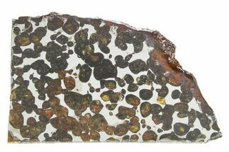 Sericho Pallasite Meteorite ( g) Slice - Kenya #375615
