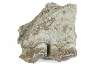 Fossil Oreodont (Merycoidodon) Jaw Section - South Dakota #375502