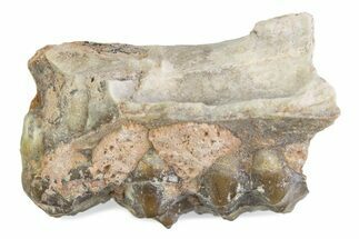 Fossil Oreodont (Merycoidodon) Jaw Section - South Dakota #375510