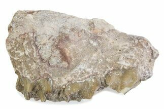 Fossil Oreodont (Merycoidodon) Jaw Section - South Dakota #375513