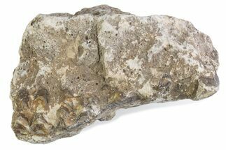 Fossil Oreodont (Merycoidodon) Jaw Section - South Dakota #375528