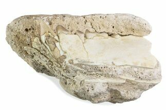 Fossil Oreodont (Merycoidodon) Jaw Section - South Dakota #375535