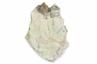 Fossil Oreodont (Merycoidodon) Jaw Section - South Dakota #375546
