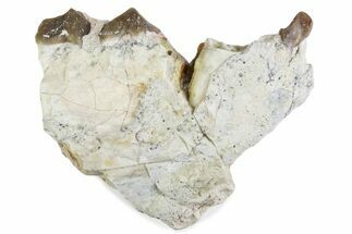 Fossil Oreodont (Merycoidodon) Jaw Section - South Dakota #375554