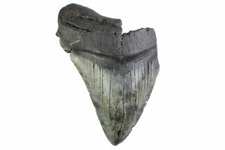 Partial Fossil Megalodon Tooth - South Carolina #374909