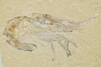 Cretaceous Fossil Shrimp - Lebanon #375785