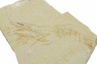 Cretaceous Fossil Shrimp - Lebanon #375786