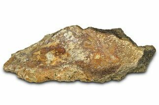 Dinosaur (Triceratops) Frill Shield Section - Montana #373873