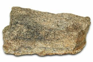 Dinosaur (Triceratops) Frill Shield Section - Montana #373879