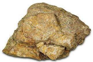 Dinosaur (Triceratops) Frill Shield Section - Montana #373880