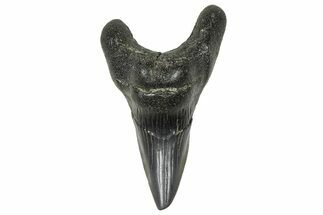 Rare, Fossil Shark (Parotodus) Tooth - South Carolina #375807
