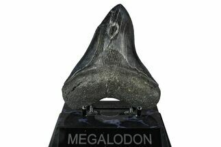 Fossil Megalodon Tooth - South Carolina #375815