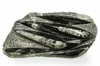 Polished Fossil Orthoceras (Cephalopod) Plate - Morocco #372648