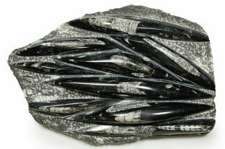 Polished Fossil Orthoceras (Cephalopod) Plate - Morocco #372651