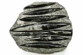 Polished Fossil Orthoceras (Cephalopod) Plate - Morocco #372654