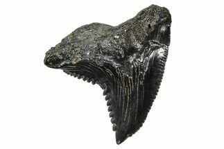 Snaggletooth Shark (Hemipristis) Tooth - South Carolina #375863