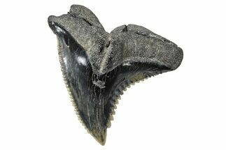 Snaggletooth Shark (Hemipristis) Tooth - South Carolina #375864