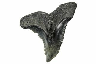 Snaggletooth Shark (Hemipristis) Tooth - South Carolina #375867