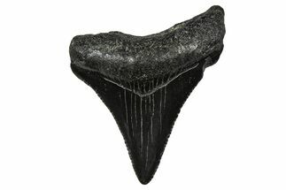 Serrated, Juvenile Megalodon Tooth - South Carolina #375894