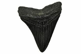 Serrated, Juvenile Megalodon Tooth - South Carolina #375931