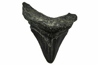 Serrated, Juvenile Megalodon Tooth - South Carolina #375932