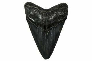 Serrated, Juvenile Megalodon Tooth - South Carolina #375934