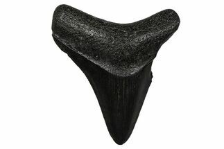Serrated, Juvenile Megalodon Tooth - South Carolina #375944