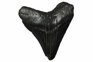 Juvenile Megalodon Tooth - South Carolina #375945
