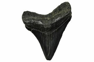 Serrated, Juvenile Megalodon Tooth - South Carolina #375946