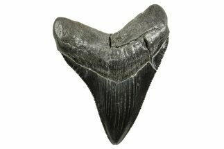 Serrated, Fossil Megalodon Tooth - South Carolina #375847