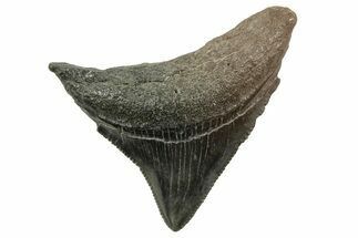 Posterior Juvenile Megalodon Tooth - South Carolina #375958