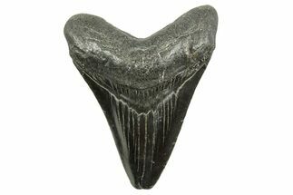 Juvenile Megalodon Tooth - South Carolina #375960