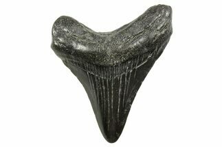 Juvenile Megalodon Tooth - South Carolina #375961