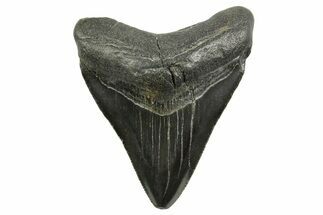 Juvenile Megalodon Tooth - South Carolina #375967