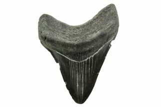 Megalodon Tooth - South Carolina #375976