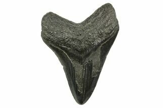 Serrated, Megalodon Tooth - South Carolina #375977