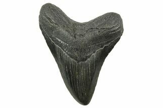 Megalodon Tooth - South Carolina #375980