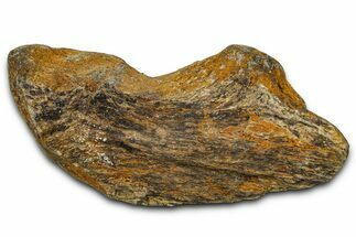 Dinosaur (Triceratops) Frill Shield Section - Montana #373878